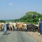 Bulletin de surveillance pastorale sur la région nord de la Côte d’Ivoire – Avril-Mai 2026