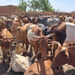 Bulletin de surveillance pastorale sur le Mali – Avril-Mai 2026