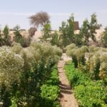 Bulletin de surveillance multisectorielle sur les régions de Tombouctou et Taoudenni au Mali – Avril-Mai 2026