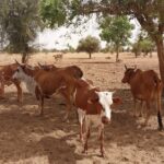 Bulletin de Surveillance Pastorale de la Mauritanie – Avril-Mai 2026