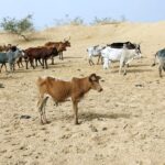 Bulletin bimestriel de la surveillance pastorale sur le Sahel – Avril-Mai 2026
