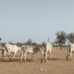 Bulletin de surveillance pastorale sur le Sénégal – Avril-Mai 2026